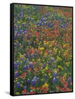 Paintbrush, Bluebonnets, and Bladderpod, Texas, USA-Adam Jones-Framed Stretched Canvas