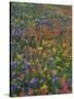 Paintbrush, Bluebonnets, and Bladderpod, Texas, USA-Adam Jones-Stretched Canvas