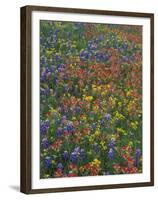 Paintbrush, Bluebonnets, and Bladderpod, Texas, USA-Adam Jones-Framed Premium Photographic Print