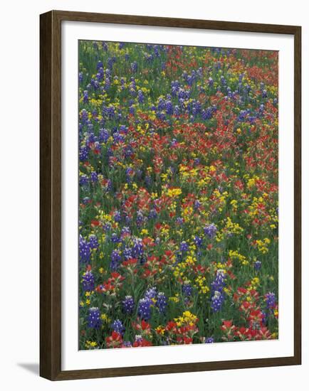 Paintbrush, Bluebonnets, and Bladderpod, Texas, USA-Adam Jones-Framed Premium Photographic Print