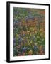 Paintbrush, Bluebonnets, and Bladderpod, Texas, USA-Adam Jones-Framed Premium Photographic Print