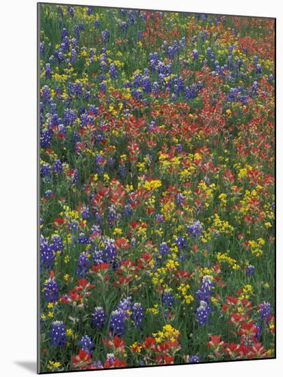 Paintbrush, Bluebonnets, and Bladderpod, Texas, USA-Adam Jones-Mounted Premium Photographic Print