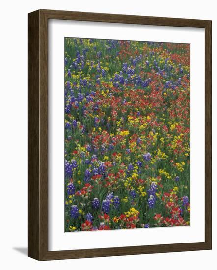 Paintbrush, Bluebonnets, and Bladderpod, Texas, USA-Adam Jones-Framed Photographic Print