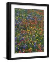 Paintbrush, Bluebonnets, and Bladderpod, Texas, USA-Adam Jones-Framed Photographic Print