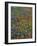 Paintbrush, Bluebonnets, and Bladderpod, Texas, USA-Adam Jones-Framed Photographic Print