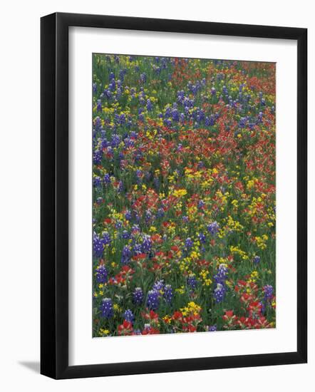 Paintbrush, Bluebonnets, and Bladderpod, Texas, USA-Adam Jones-Framed Photographic Print