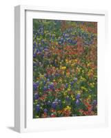 Paintbrush, Bluebonnets, and Bladderpod, Texas, USA-Adam Jones-Framed Photographic Print