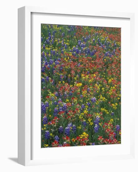 Paintbrush, Bluebonnets, and Bladderpod, Texas, USA-Adam Jones-Framed Photographic Print