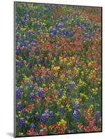 Paintbrush, Bluebonnets, and Bladderpod, Texas, USA-Adam Jones-Mounted Photographic Print