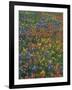 Paintbrush, Bluebonnets, and Bladderpod, Texas, USA-Adam Jones-Framed Photographic Print