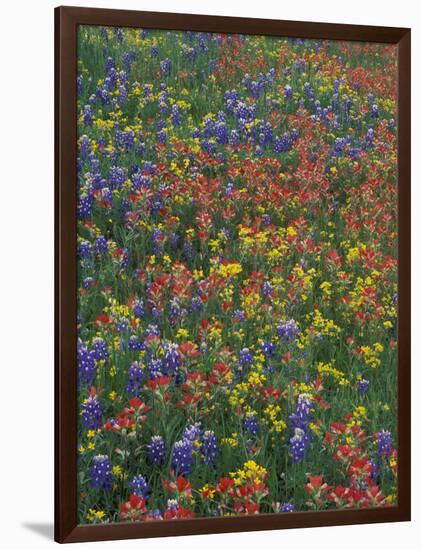 Paintbrush, Bluebonnets, and Bladderpod, Texas, USA-Adam Jones-Framed Photographic Print