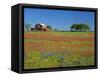 Paintbrush Flowers and Red Barn in Field, Texas Hill Country, Texas, USA-Adam Jones-Framed Stretched Canvas