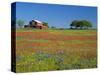 Paintbrush Flowers and Red Barn in Field, Texas Hill Country, Texas, USA-Adam Jones-Stretched Canvas