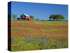 Paintbrush Flowers and Red Barn in Field, Texas Hill Country, Texas, USA-Adam Jones-Stretched Canvas