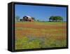 Paintbrush Flowers and Red Barn in Field, Texas Hill Country, Texas, USA-Adam Jones-Framed Stretched Canvas