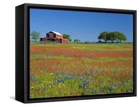 Paintbrush Flowers and Red Barn in Field, Texas Hill Country, Texas, USA-Adam Jones-Framed Stretched Canvas