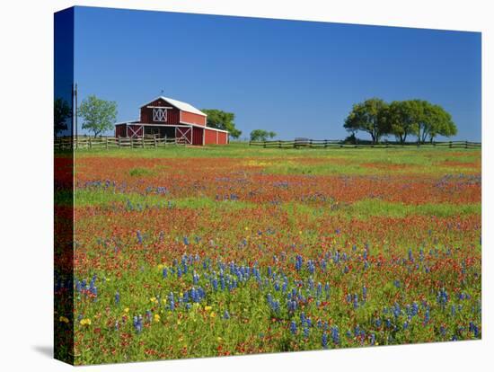 Paintbrush Flowers and Red Barn in Field, Texas Hill Country, Texas, USA-Adam Jones-Stretched Canvas