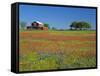 Paintbrush Flowers and Red Barn in Field, Texas Hill Country, Texas, USA-Adam Jones-Framed Stretched Canvas