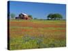 Paintbrush Flowers and Red Barn in Field, Texas Hill Country, Texas, USA-Adam Jones-Stretched Canvas