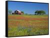 Paintbrush Flowers and Red Barn in Field, Texas Hill Country, Texas, USA-Adam Jones-Framed Stretched Canvas