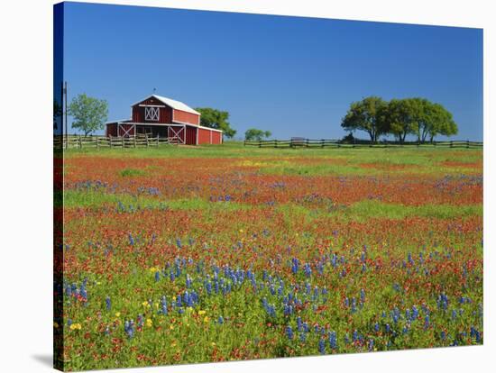 Paintbrush Flowers and Red Barn in Field, Texas Hill Country, Texas, USA-Adam Jones-Stretched Canvas