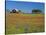 Paintbrush Flowers and Red Barn in Field, Texas Hill Country, Texas, USA-Adam Jones-Stretched Canvas