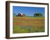 Paintbrush Flowers and Red Barn in Field, Texas Hill Country, Texas, USA-Adam Jones-Framed Photographic Print