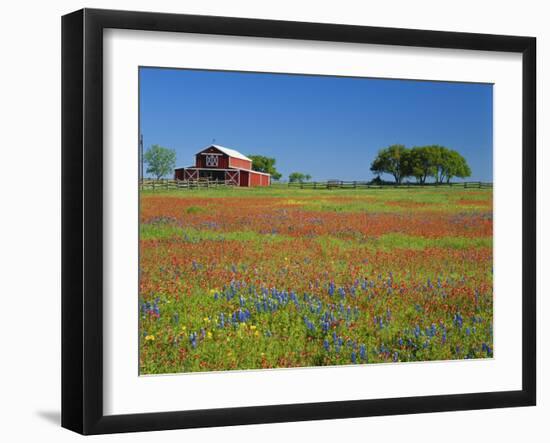 Paintbrush Flowers and Red Barn in Field, Texas Hill Country, Texas, USA-Adam Jones-Framed Photographic Print