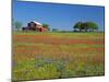 Paintbrush Flowers and Red Barn in Field, Texas Hill Country, Texas, USA-Adam Jones-Mounted Photographic Print