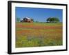 Paintbrush Flowers and Red Barn in Field, Texas Hill Country, Texas, USA-Adam Jones-Framed Photographic Print