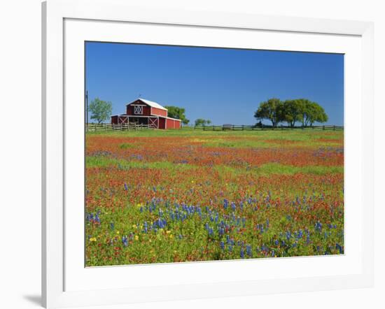 Paintbrush Flowers and Red Barn in Field, Texas Hill Country, Texas, USA-Adam Jones-Framed Photographic Print