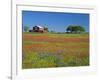 Paintbrush Flowers and Red Barn in Field, Texas Hill Country, Texas, USA-Adam Jones-Framed Photographic Print