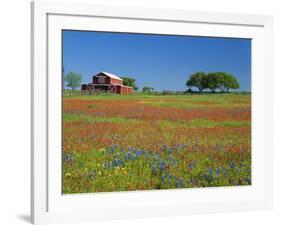 Paintbrush Flowers and Red Barn in Field, Texas Hill Country, Texas, USA-Adam Jones-Framed Photographic Print