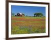 Paintbrush Flowers and Red Barn in Field, Texas Hill Country, Texas, USA-Adam Jones-Framed Photographic Print