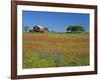 Paintbrush Flowers and Red Barn in Field, Texas Hill Country, Texas, USA-Adam Jones-Framed Photographic Print