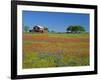 Paintbrush Flowers and Red Barn in Field, Texas Hill Country, Texas, USA-Adam Jones-Framed Photographic Print