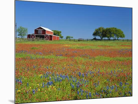 Paintbrush Flowers and Red Barn in Field, Texas Hill Country, Texas, USA-Adam Jones-Mounted Photographic Print