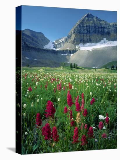 Paintbrush in Uinta National Forest, Wasatch Mountains, Mount Timpanogos Wilderness, Utah, USA-Scott T^ Smith-Stretched Canvas