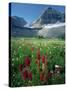 Paintbrush in Uinta National Forest, Wasatch Mountains, Mount Timpanogos Wilderness, Utah, USA-Scott T^ Smith-Stretched Canvas