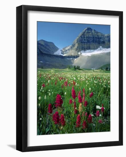 Paintbrush in Uinta National Forest, Wasatch Mountains, Mount Timpanogos Wilderness, Utah, USA-Scott T^ Smith-Framed Photographic Print