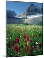 Paintbrush in Uinta National Forest, Wasatch Mountains, Mount Timpanogos Wilderness, Utah, USA-Scott T^ Smith-Mounted Photographic Print