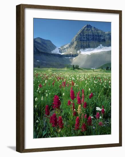 Paintbrush in Uinta National Forest, Wasatch Mountains, Mount Timpanogos Wilderness, Utah, USA-Scott T^ Smith-Framed Photographic Print