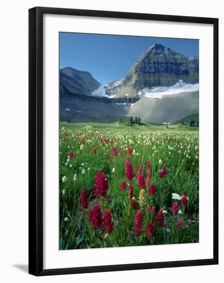 Paintbrush in Uinta National Forest, Wasatch Mountains, Mount Timpanogos Wilderness, Utah, USA-Scott T^ Smith-Framed Photographic Print