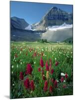 Paintbrush in Uinta National Forest, Wasatch Mountains, Mount Timpanogos Wilderness, Utah, USA-Scott T^ Smith-Mounted Photographic Print