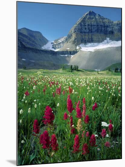 Paintbrush in Uinta National Forest, Wasatch Mountains, Mount Timpanogos Wilderness, Utah, USA-Scott T^ Smith-Mounted Photographic Print