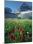 Paintbrush in Uinta National Forest, Wasatch Mountains, Mount Timpanogos Wilderness, Utah, USA-Scott T^ Smith-Mounted Photographic Print