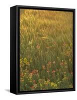 Paintbrush, Low Bladderpod and Grass, Texas Hill Country, USA-Adam Jones-Framed Stretched Canvas