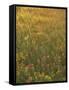 Paintbrush, Low Bladderpod and Grass, Texas Hill Country, USA-Adam Jones-Framed Stretched Canvas