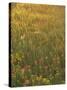 Paintbrush, Low Bladderpod and Grass, Texas Hill Country, USA-Adam Jones-Stretched Canvas