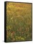 Paintbrush, Low Bladderpod and Grass, Texas Hill Country, USA-Adam Jones-Framed Stretched Canvas